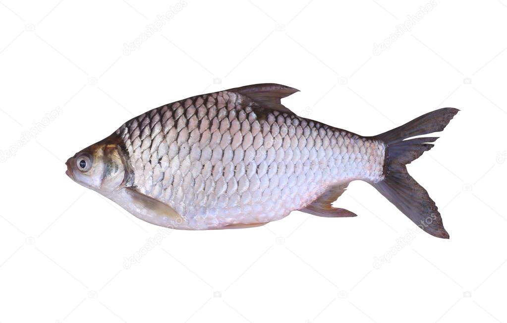 Cyprinidae or Silver barb is in the freshwater fish on white bac