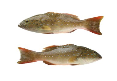 Leopar orfoz veya Cephalopholis miniatus balık deniz hayvan