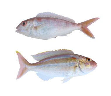 Ornety threadfin çipura deniz hayvan izole Tayland Körfezi 