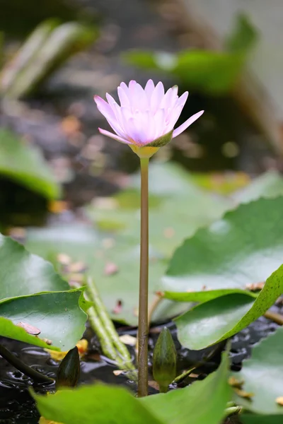 Loto rosa in uno stagno con fioritura . — Foto Stock