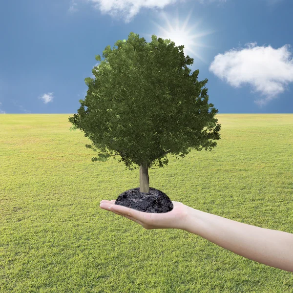 Stort träd vuxit i handen och gräsmatta. — Stockfoto