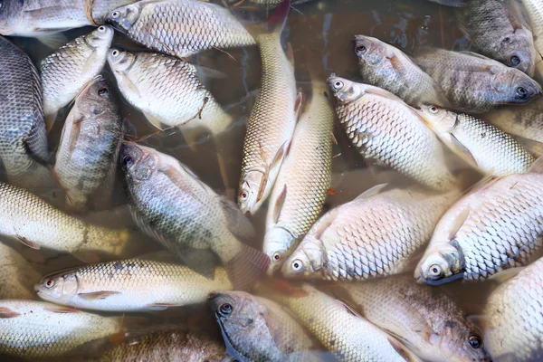 Ikan mati karena limbah . — Stok Foto