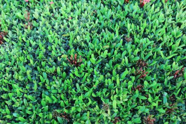 Spike çiçek ağaç bahçe en (Üstten Görünüm).