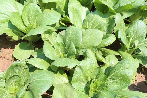 Arbuste vert de légumes dans le jardin . — Photo