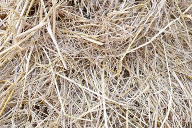 yığını saman veya samanlık.