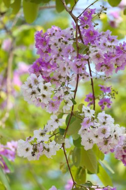 Lagerstroemia speciosa veya tabak ağaç Tayland, çok yıllık bitki