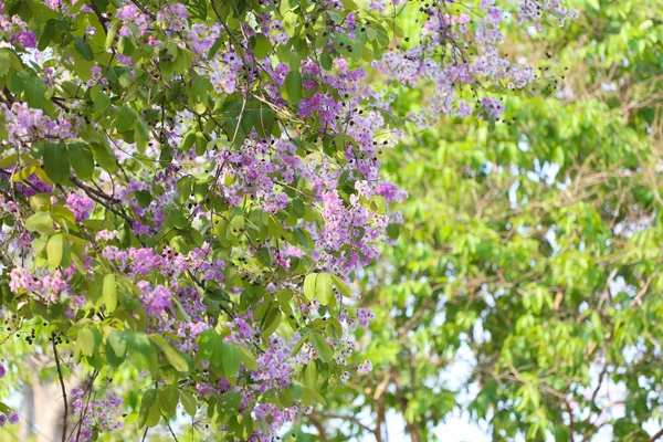 Lagerstroemia speciosa ou tabak tree na Tailândia, planta perene — Fotografia de Stock