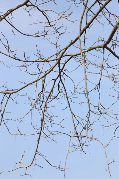 Rami di alberi morti . — Foto Stock