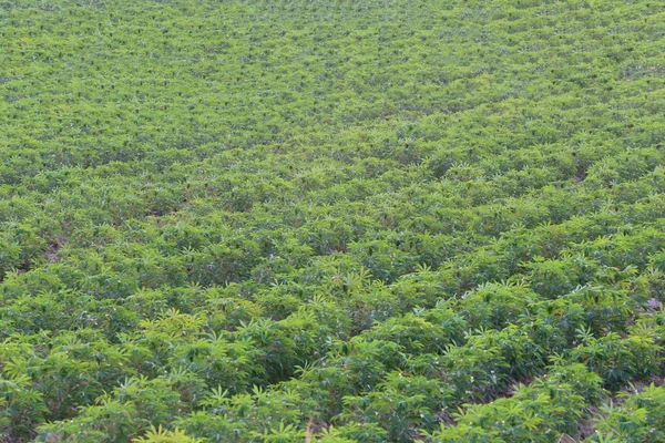 Plantação de mandioca em áreas rurais . — Fotografia de Stock