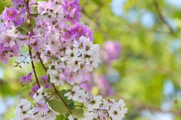 Lagerstroemia speciosa veya tabak ağaç Tayland, çok yıllık bitki — Stok fotoğraf