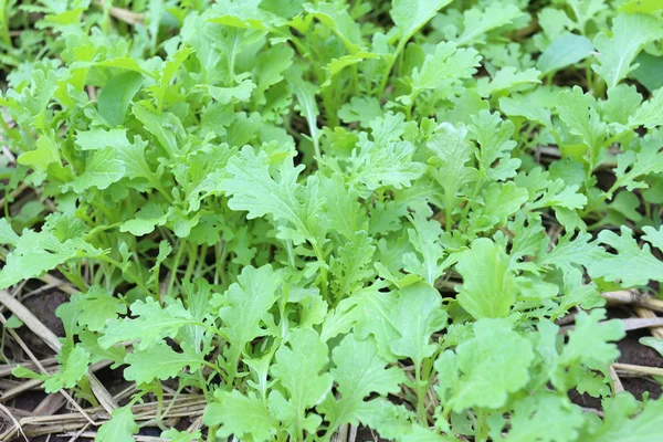 Green sapling of vegetables in the garden. — Stock Photo, Image