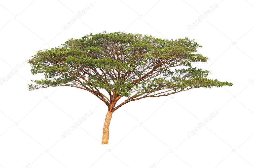Tropical tree isolated on white.
