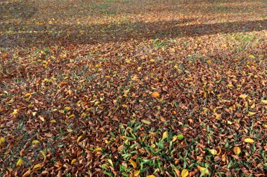 Çimenlerin üzerinde bir ray güneş ışığı üzerinde sonbahar yaprakları.