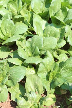 sebze bahçesinde yeşil fidan.