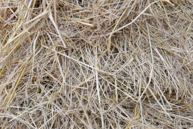 yığını saman veya samanlık.