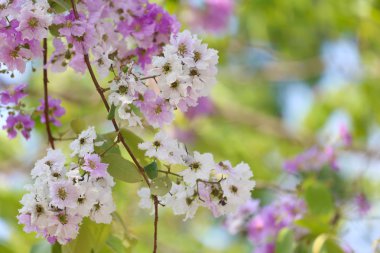 Lagerstroemia speciosa veya tabak ağaç Tayland, çok yıllık bitki