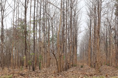 Kuraklık tropikal ormanlar Tayland.