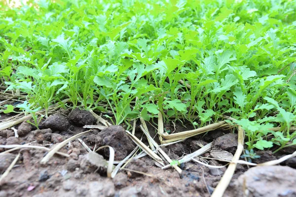 Plantación verde de hortalizas en el jardín . — Foto de Stock