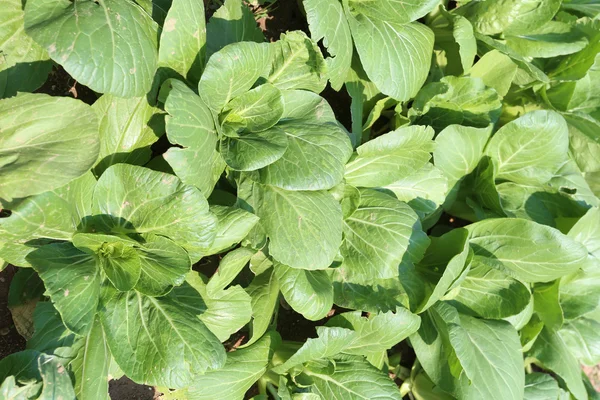 Green sapling of vegetables in the garden. — Stock Photo, Image