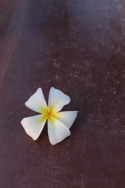Witte plumeria bloem. — Stockfoto