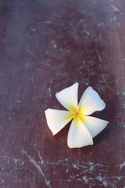 Flor de plumeria blanca . — Foto de Stock