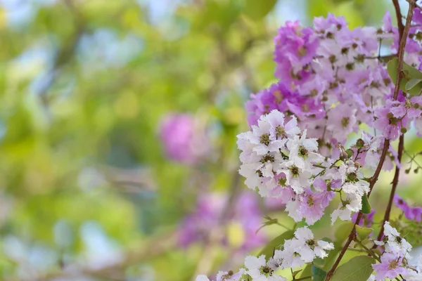 在泰国，多年生的植物大叶紫薇叶桐或塔巴克树 — 图库照片