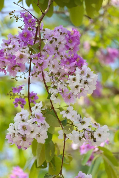 Lagerstroemia speciosa veya tabak ağaç Tayland, çok yıllık bitki — Stok fotoğraf