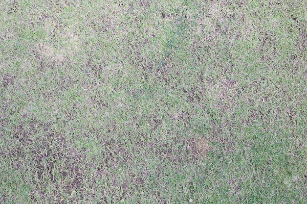 Het oppervlak van het groene gazon in de tuin. — Stockfoto