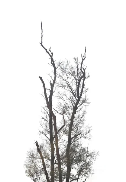 Ramas de árboles muertos en bosques tropicales . —  Fotos de Stock