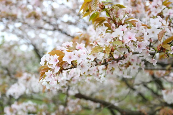 Vit sakura blomma eller körsbär blommar i Japan trädgård. — Stockfoto