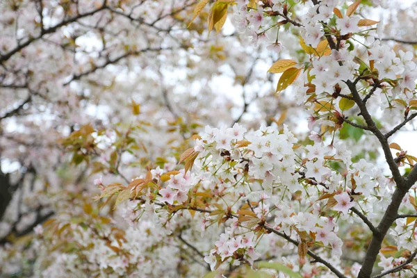 Japonya Bahçe Beyaz sakura çiçek ya da kiraz çiçekleri. — Stok fotoğraf