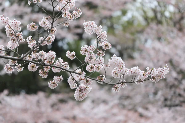 Różowy Sakura kwiat lub wiśniowe kwiaty w ogrodzie Japonii. — Zdjęcie stockowe