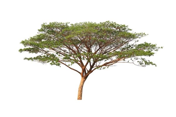 Tropical tree isolated on white. Stock Picture