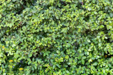 Tropikal bahçe yeşil ağaç.