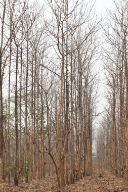 Kuraklık tropikal ormanlar Tayland.