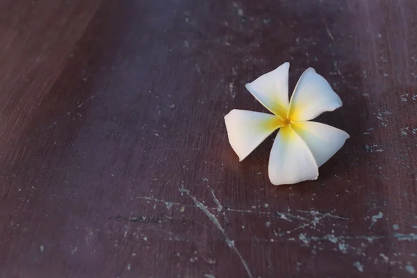 Plumeria bílý květ. — Stock fotografie