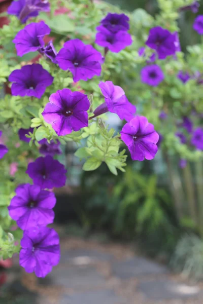 Lila Blumen, die im Garten blühen. — Stockfoto