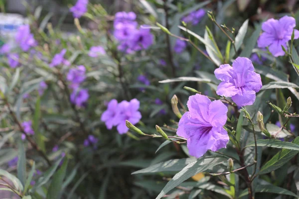 Purple flowers that are blooming in the garden. — Stock Photo, Image