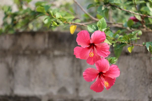 Flores de hibisco florecen en el jardín . —  Fotos de Stock