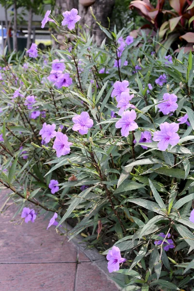 Flores púrpuras que florecen en el jardín . —  Fotos de Stock