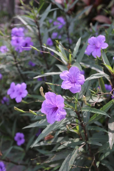 花园里盛开的紫色花朵. — 图库照片