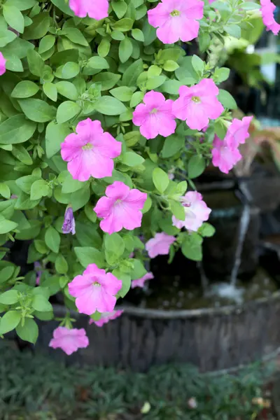 Pink flowers that are blooming in the garden. — Stock Photo, Image