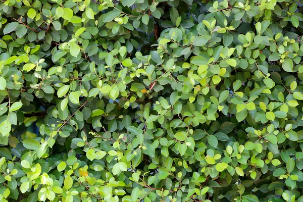 Árvore verde num jardim tropical . — Fotografia de Stock