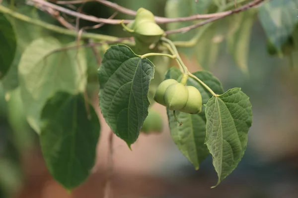 Hülsenfrüchte von Sacha Inchi oder Inca Erdnussbaum. — Stockfoto