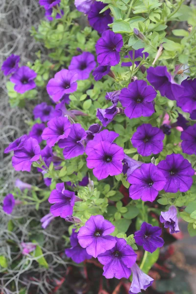 Lila Blumen, die im Garten blühen. — Stockfoto