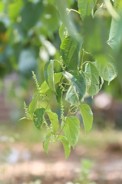 豆科植物的夏 inchi 或印加花生树. — 图库照片