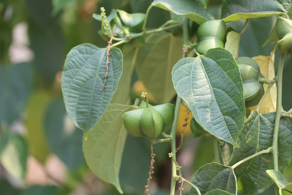 Legumes of Sacha inchi or Inca peanut tree. — Stock Photo, Image