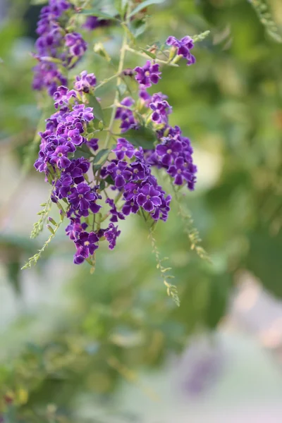 Adı menekşe çiçek "Güvercin berry" blooming olduğunu. — Stok fotoğraf