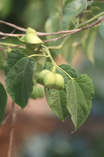 Baljväxter av Sacha inchi eller Inca peanut träd. — Stockfoto