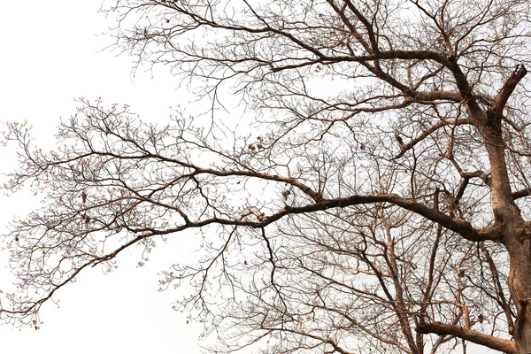 Rami di alberi morti nelle foreste tropicali . — Foto Stock